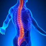 La fascinante evolución de la columna vertebral